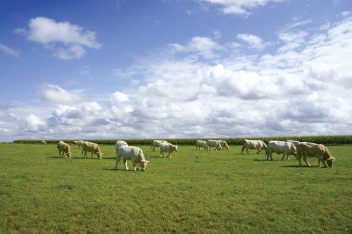 ミラーレスカメラ