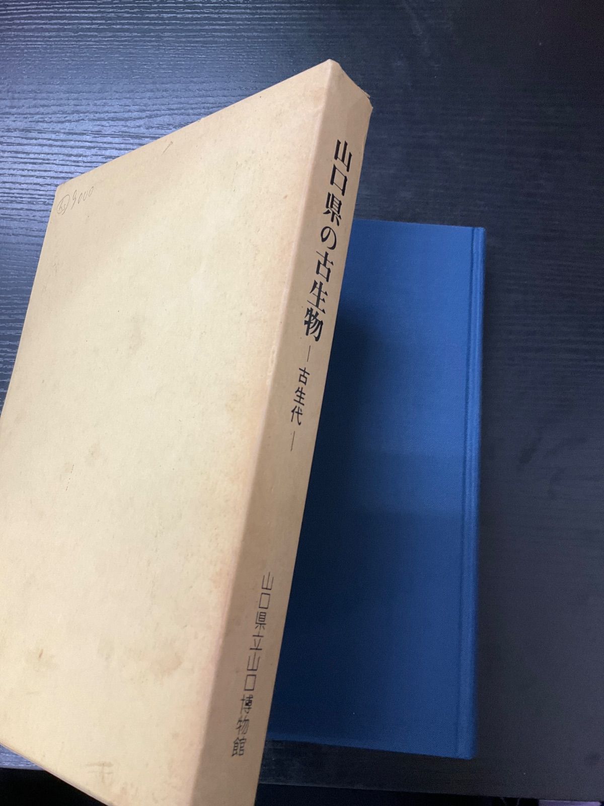 山口県の古生物 古生代 山口県立山口博物館