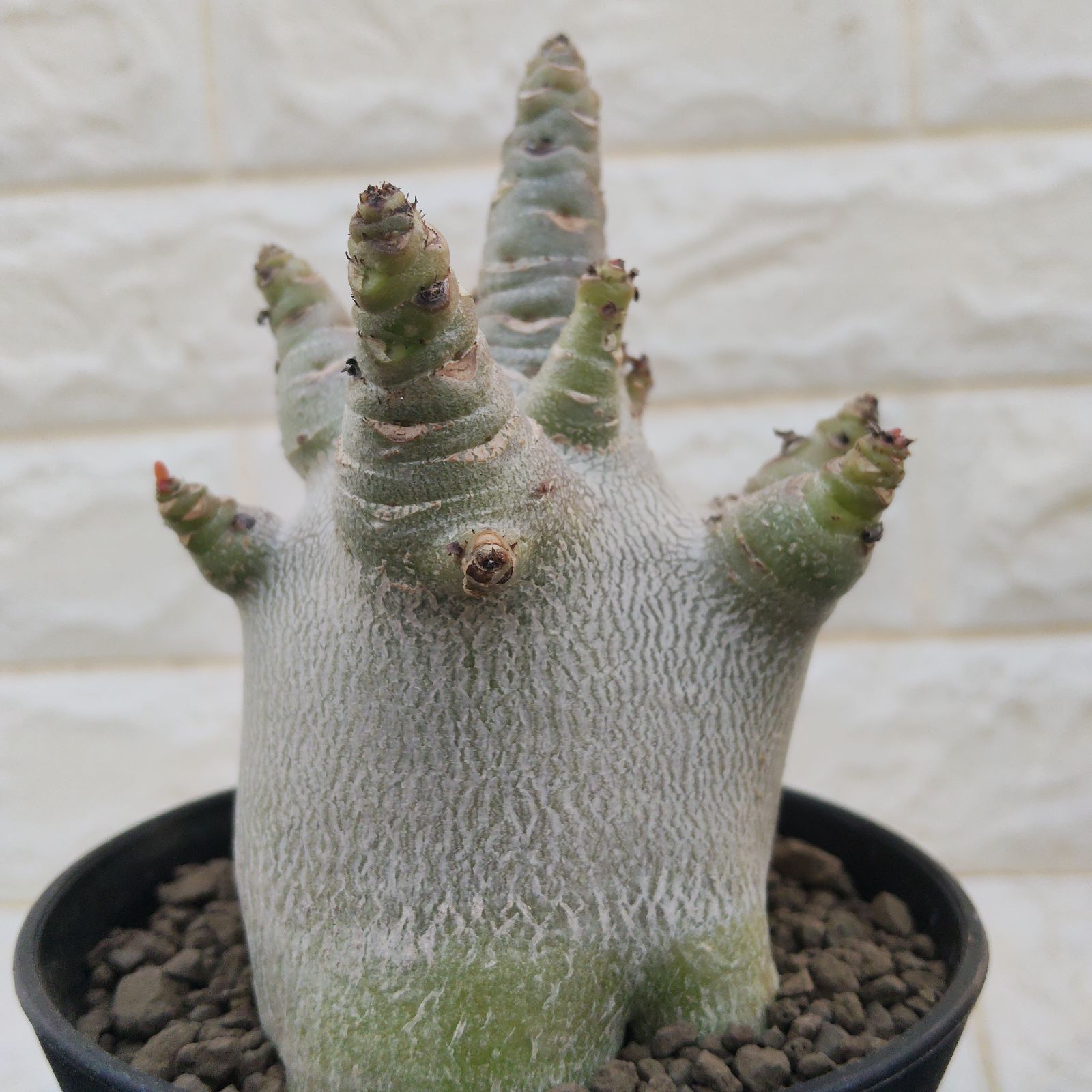 観葉植物 アデニウム アラビカ ム 観葉植物 a85 アデニウム ドワーフ