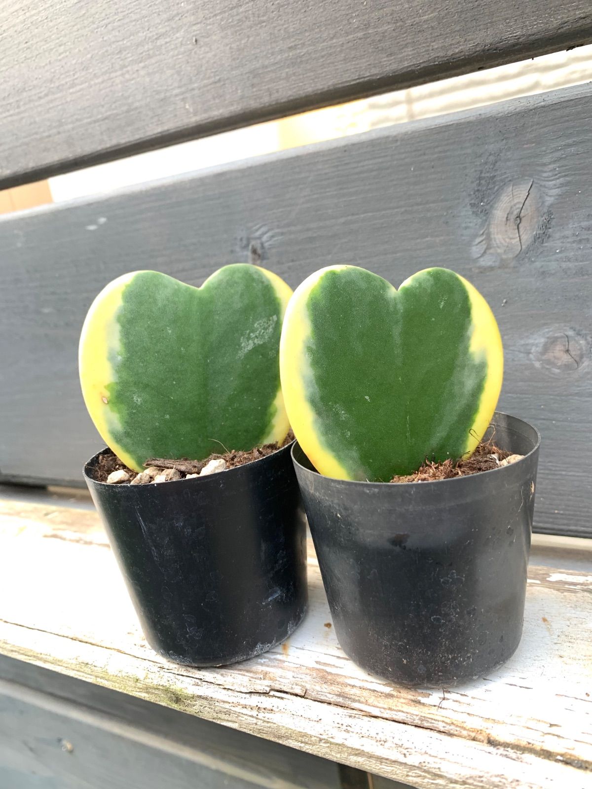 ホヤ ハートホヤ 斑入り - メルカリ