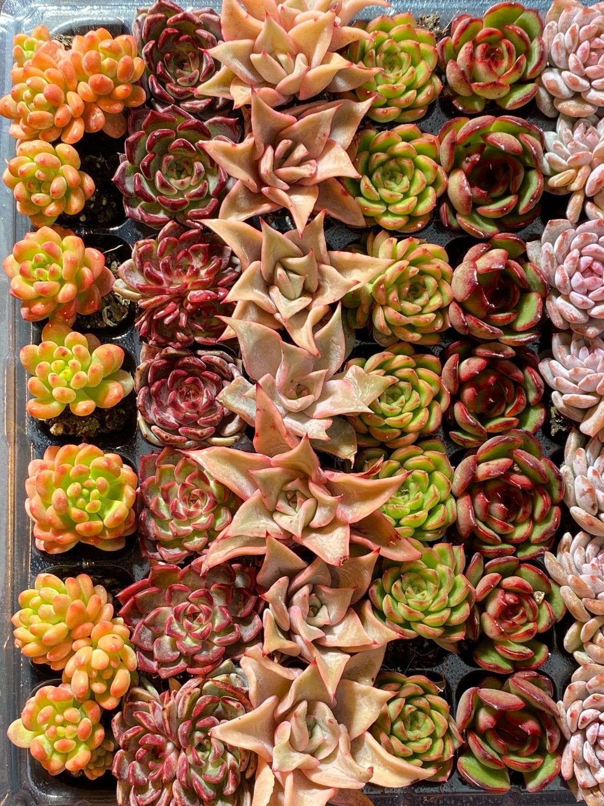 お*ん様 15種類セットH240×103苗 土付き 詰め合わせ 多肉植物 エケベ AAAA NT01 土付き 15種類セット 105苗 新入荷 サボテン 詰め合わせ