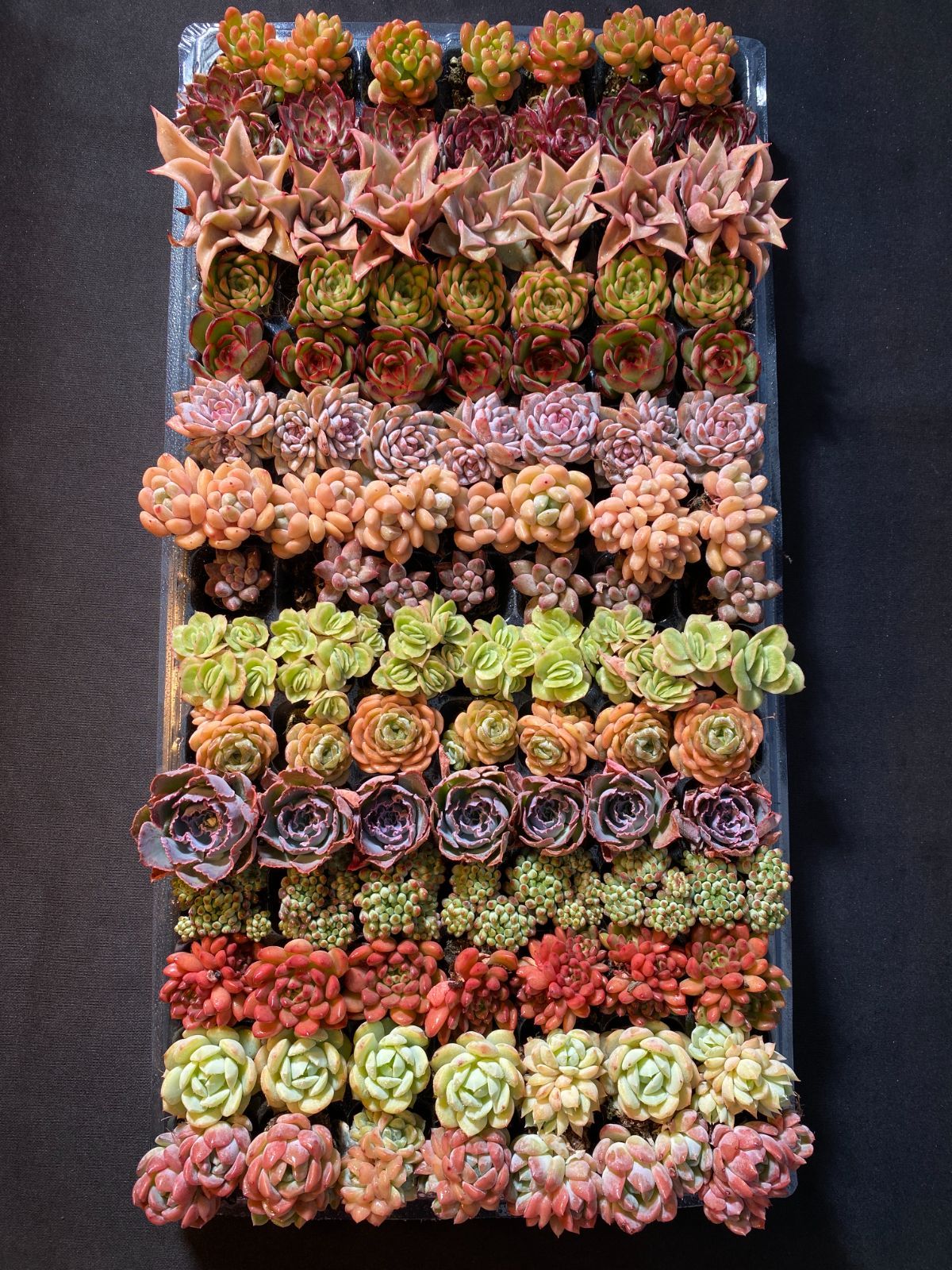 AAAA NT01 土付き 15種類セット 105苗 新入荷 サボテン 詰め合わせ