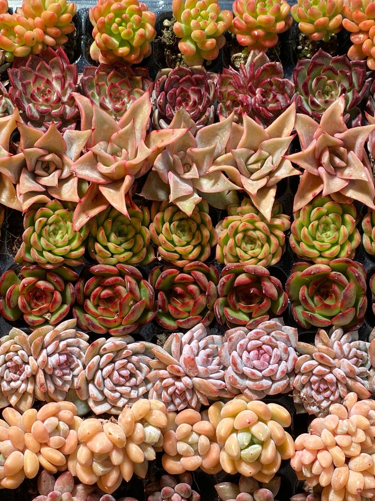 本日限定価格 NT01 土付き 15種類セット 105苗 新入荷 サボテン