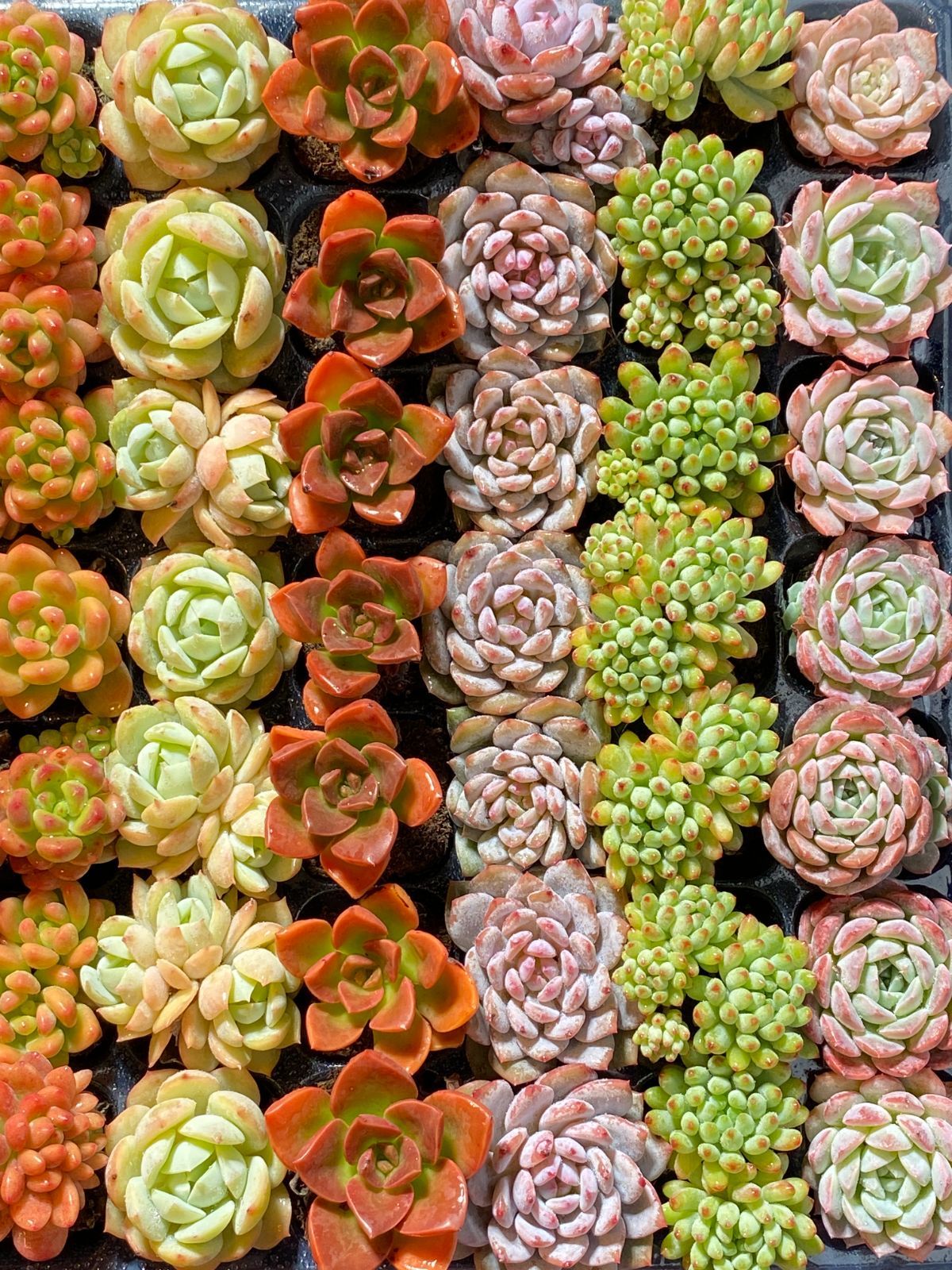 本日限定価格 NT03 土付き 15種類セット 105苗 新入荷 サボテン