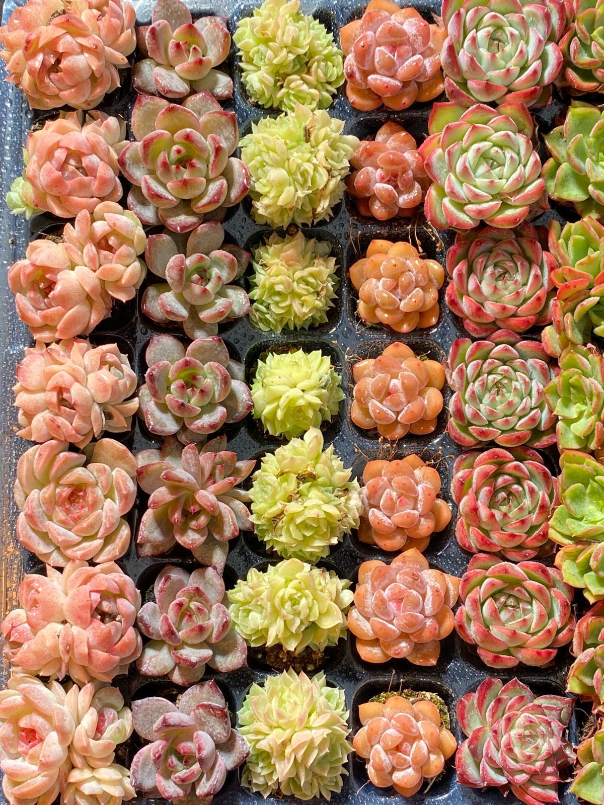 よ*ー様 15種類セット L175×105苗 土付き 詰め合わせ 多肉植物 エケ 本日限定価格 NT03 土付き 15種類セット 105苗 新入荷 サボテン