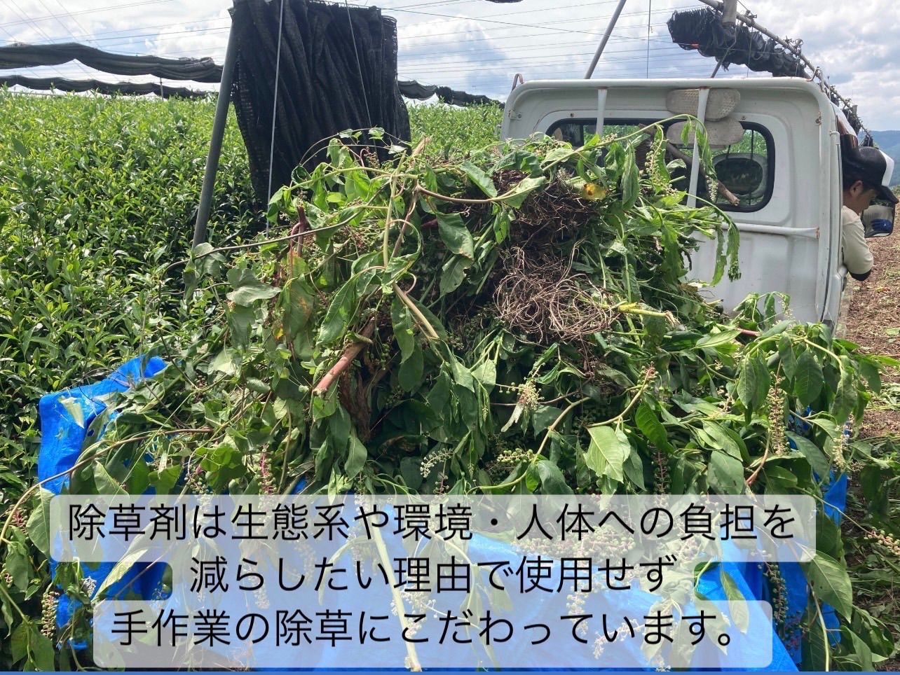 年末年始限定】新年のお供に♪大福茶ティーバッグ3g×20個(