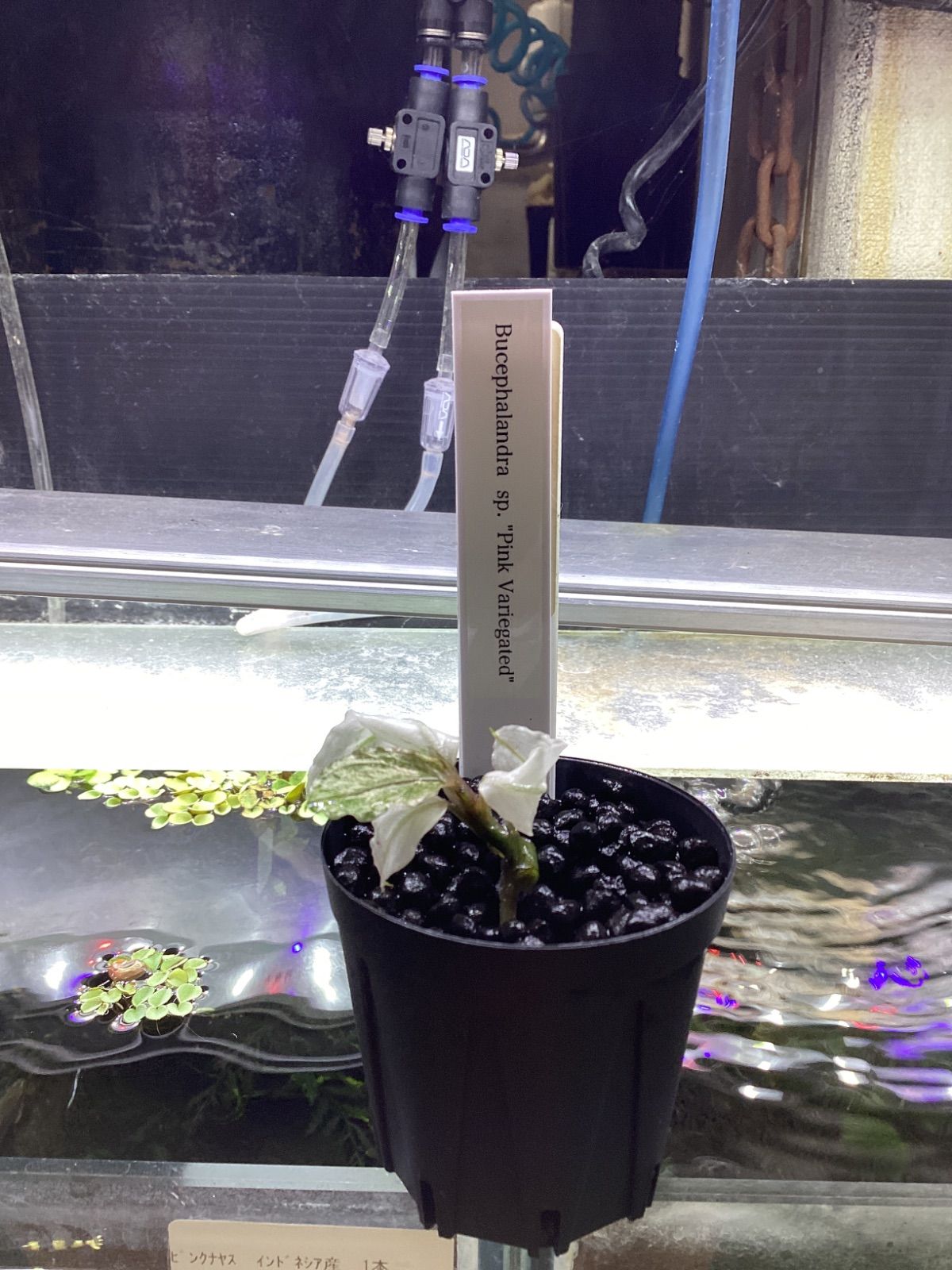 ブセファランドラ sp. ピンクバリエガータ - メルカリ