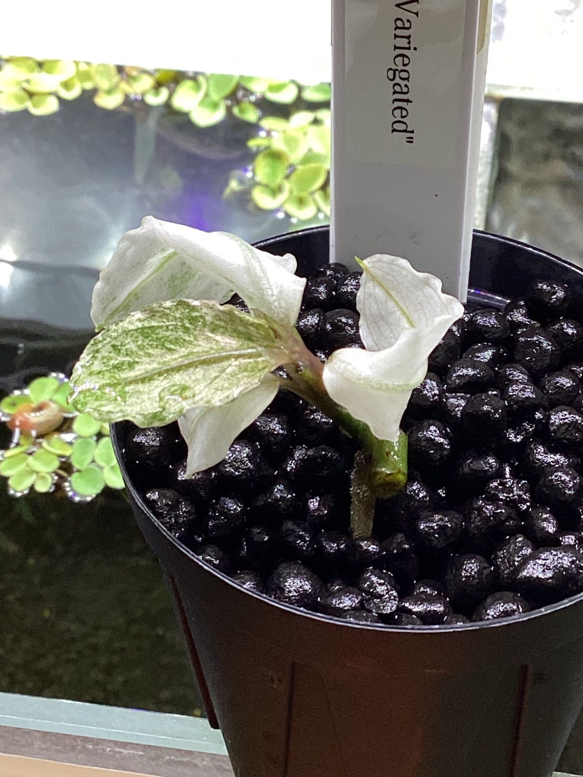 ブセファランドラ sp. ピンクバリエガータ - メルカリ