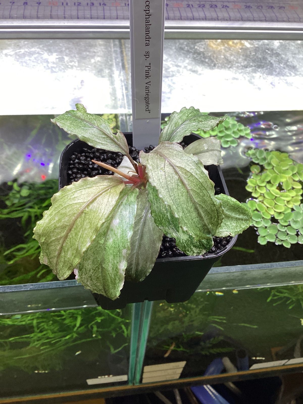 ブセファランドラ sp ピンクバリエガータ 大株