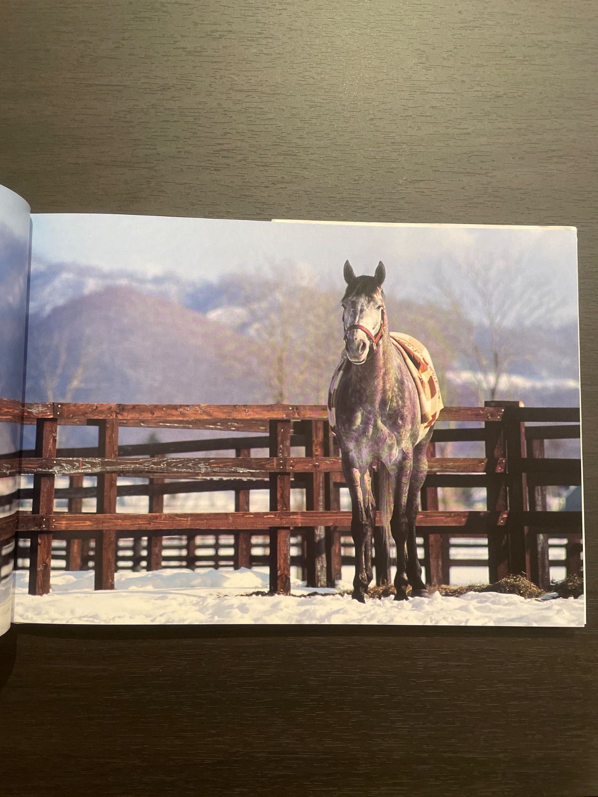 白の時間 名馬オグリキャップ 引退後二十年の日々 内藤律子写真集