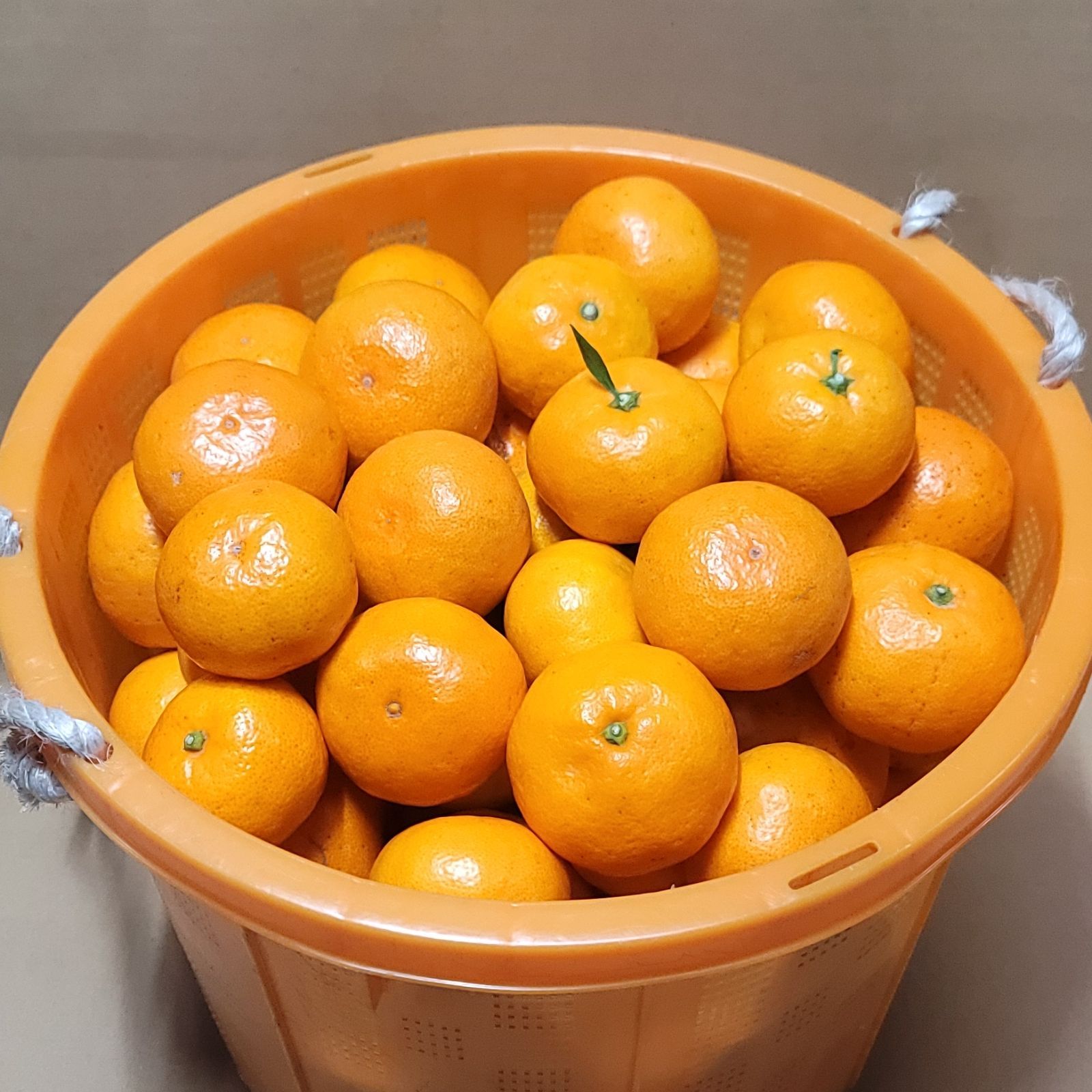 10キロ(箱込み)特選訳あり有田みかん 10kg(箱込み) 訳あり】 有田みかん