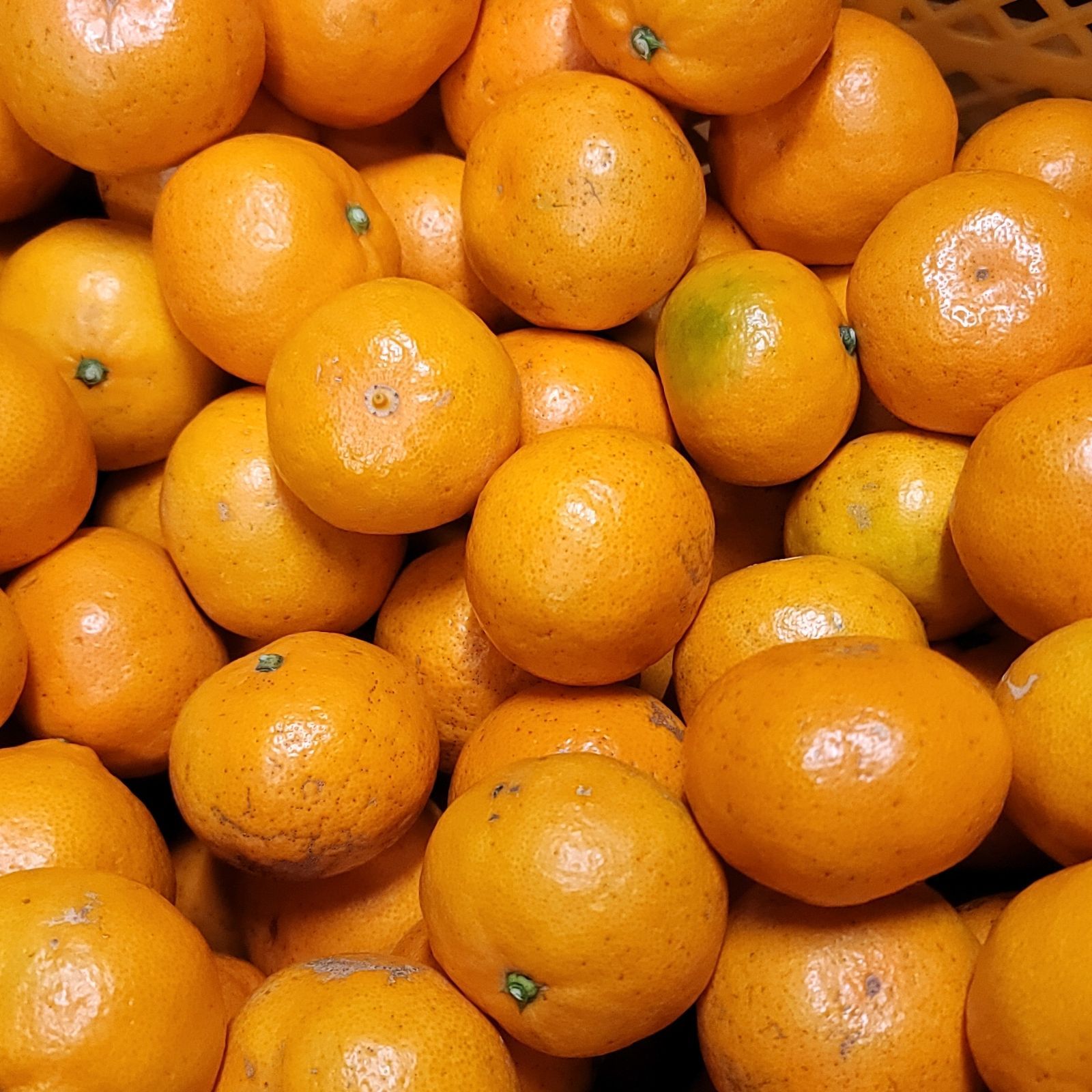 10kg(箱込み) 訳あり】 有田みかん