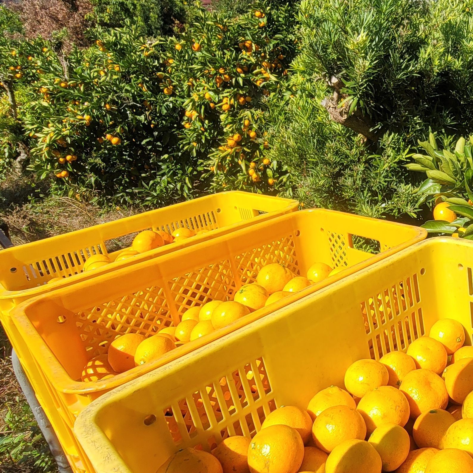 10kg(箱込み) 訳あり】 有田みかん