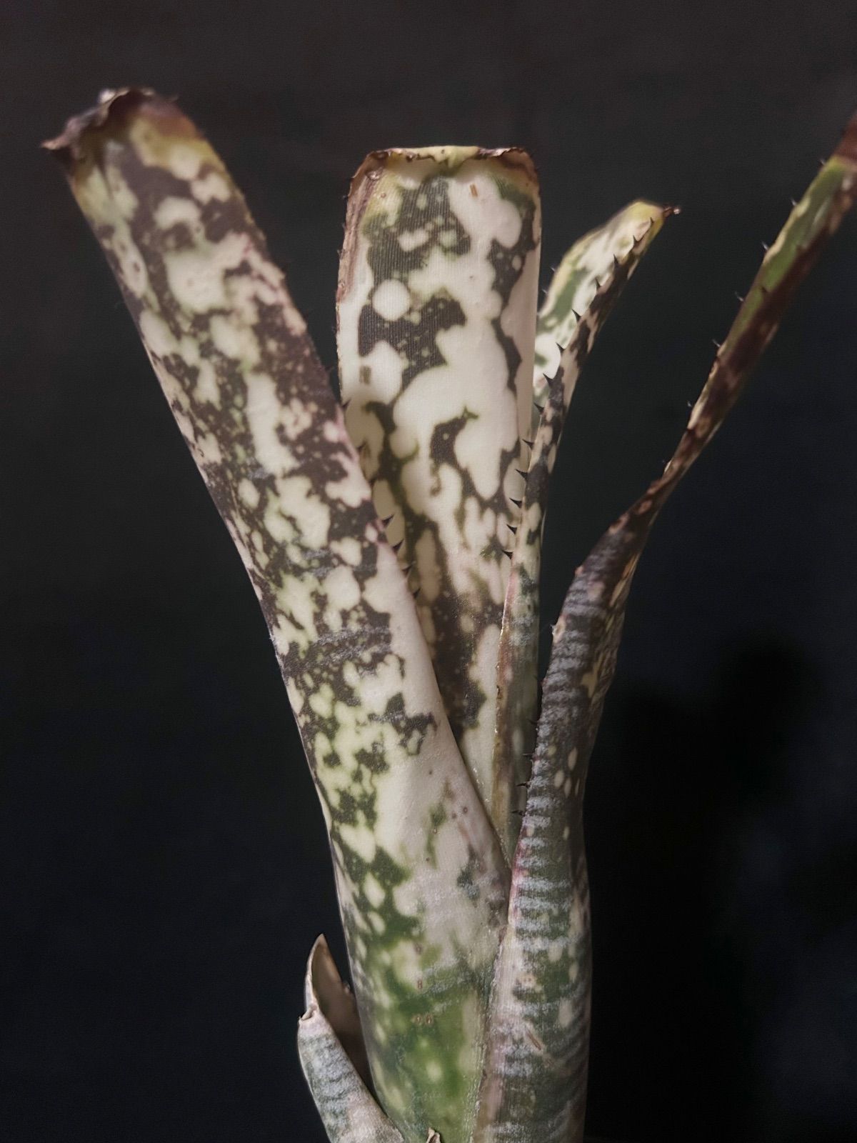 ビルベルギア ライムストーン 斑入り美株 現品 - メルカリ