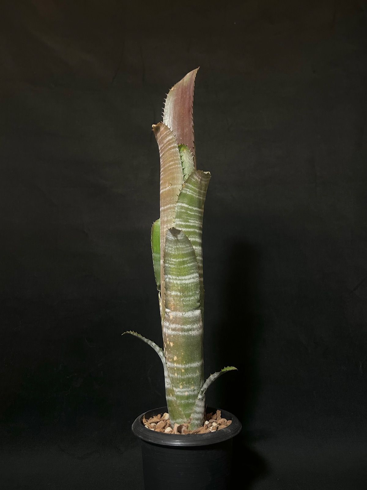Billbergia Darth Vader ダースベイダー 子株アリ Billbergia 'Darth