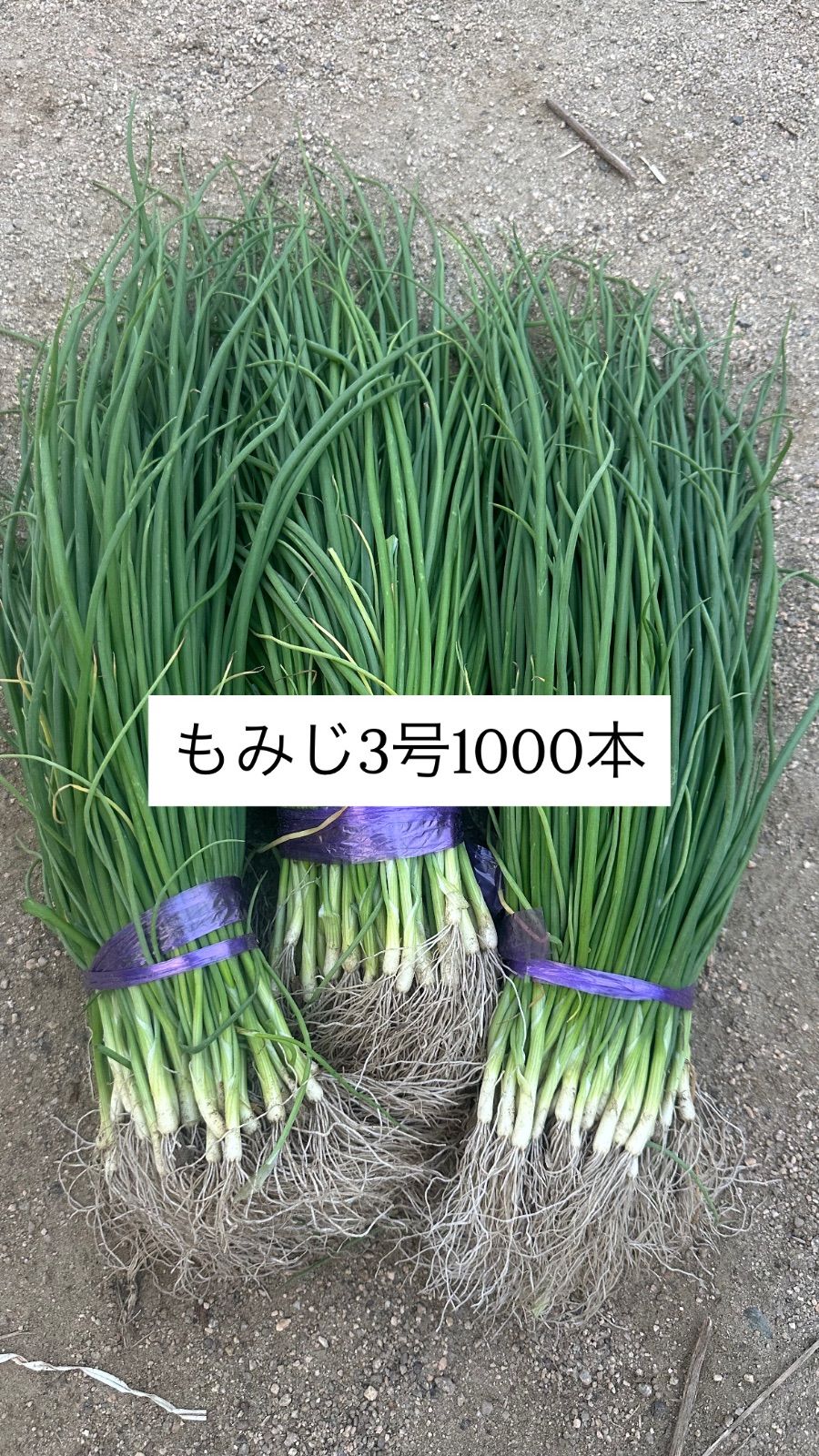 玉ねぎ苗 晩生 もみじ3号 1000本 - メルカリ