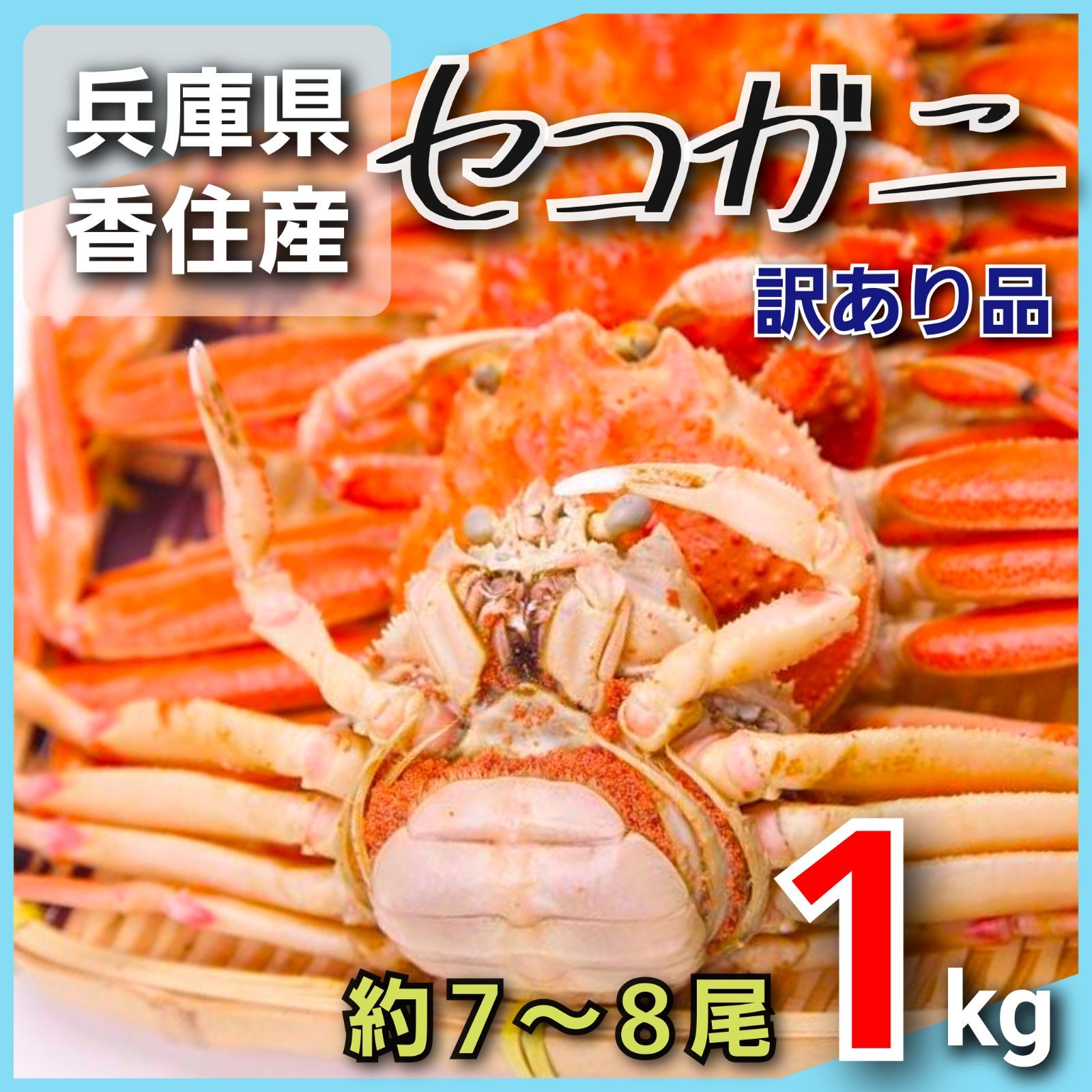 セコガニ 蟹 かに カニ ズワイガニのメス ずわいガニのメス