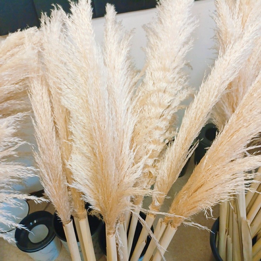 売り切り中 50本 ✨ パンパスグラス 110~140cm 花材 ドライ インテリア