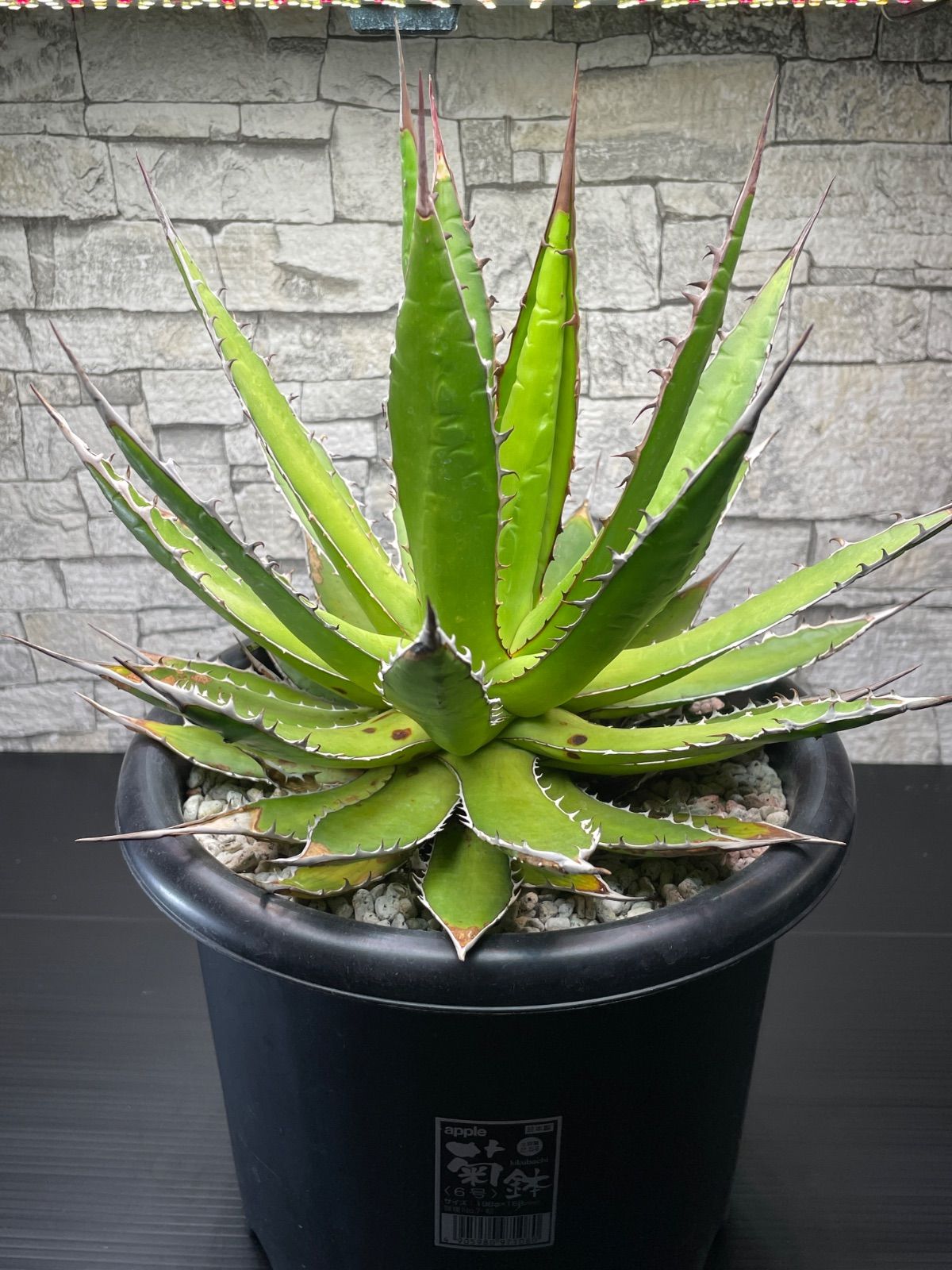 コミフォラエイル　訳あり株　挿し木　発根済み　鉢のまま発送 コミフォラエイル 訳あり株 挿し木 発根済み 鉢のまま発送