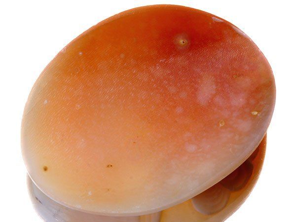 ジュエリー極】アンティーク 美しい女性の彫刻 高級シェルカメオルース