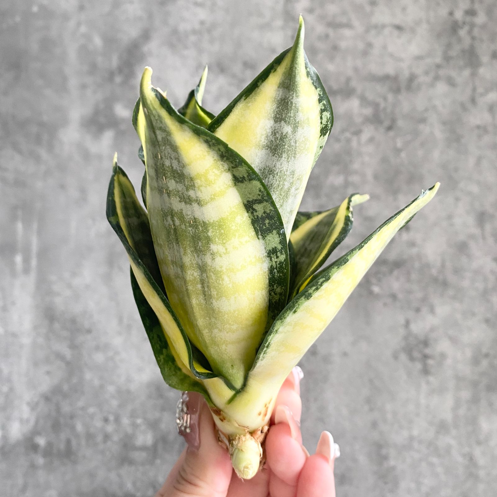 S10963極上S級美株！特大！サンスベリア ゴールデン ウェンディー