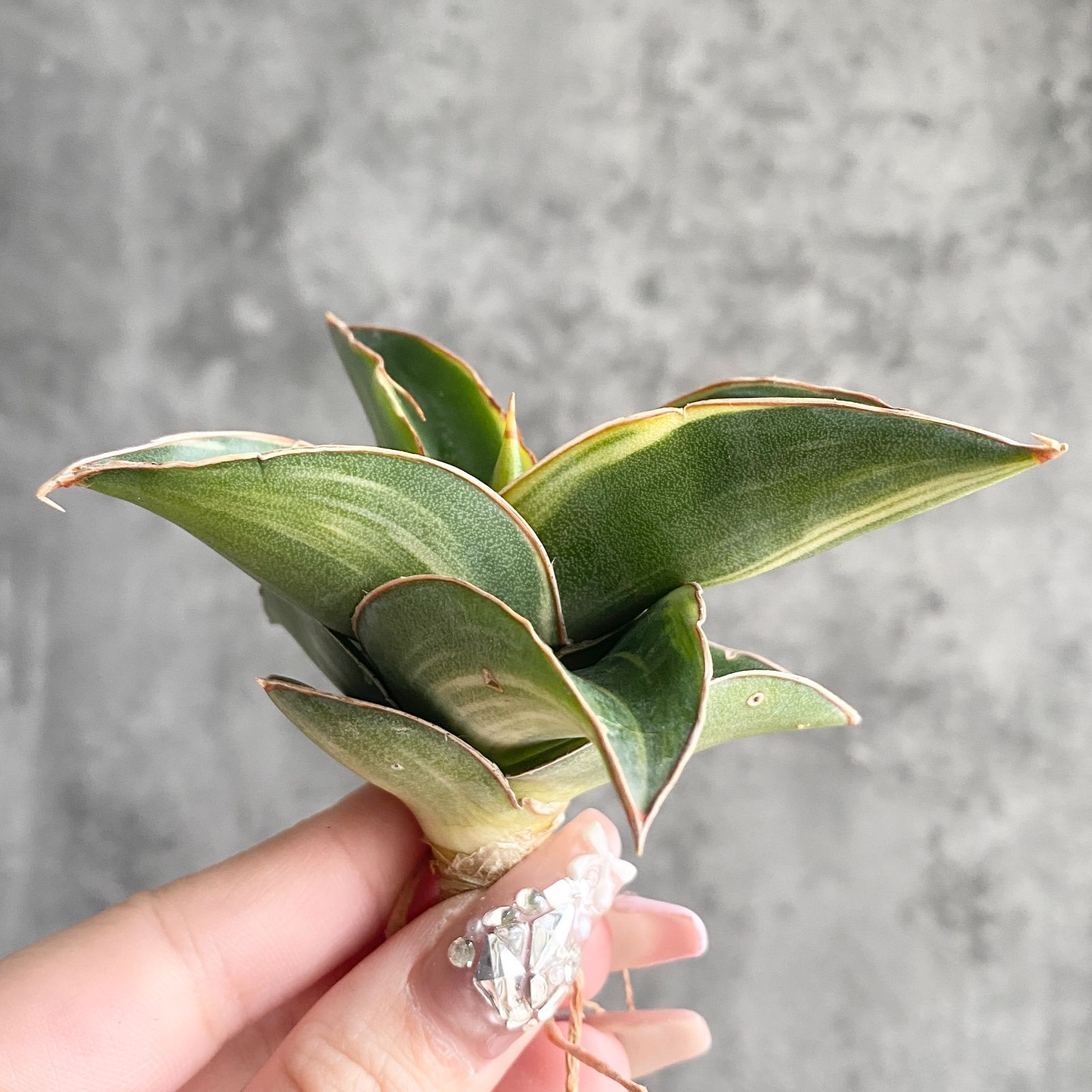 S10971【極上S級 縞斑入り大株！！】サンスベリア キスマヨ 縞斑入り