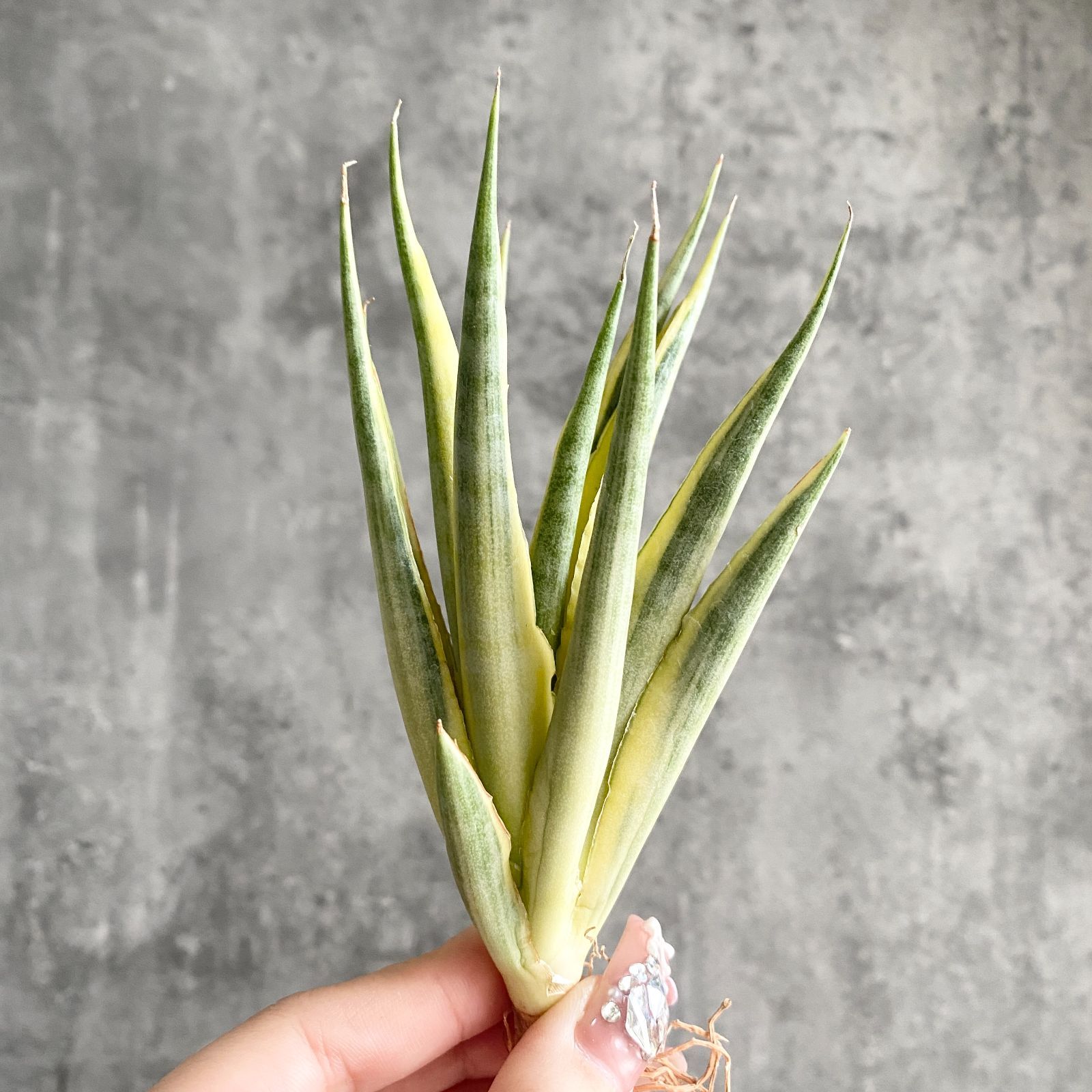 S10957【極上S級 縞斑入り！！】サンスベリア グラキリス 縞斑入り