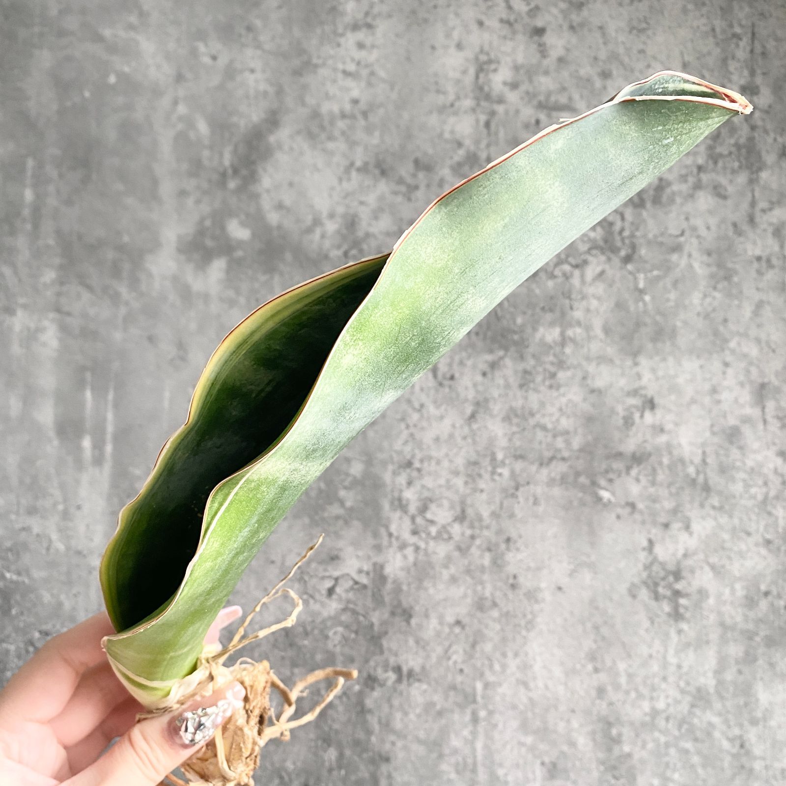 S10970超希少！！【極上S級 斑入り株！！】サンスベリア ドラゴン