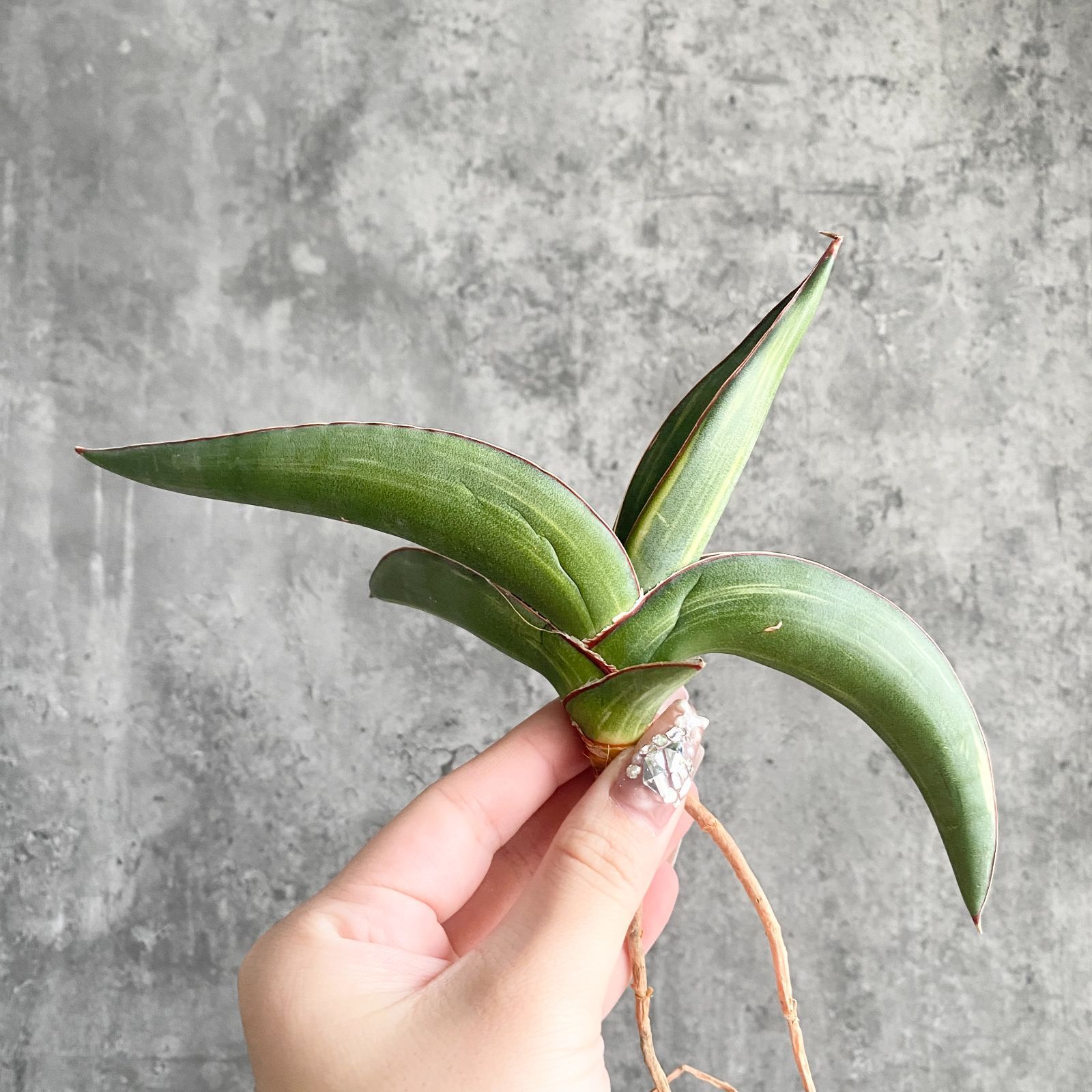 S10972【極上S級 斑入り大株！！】サンスベリア ロブスター