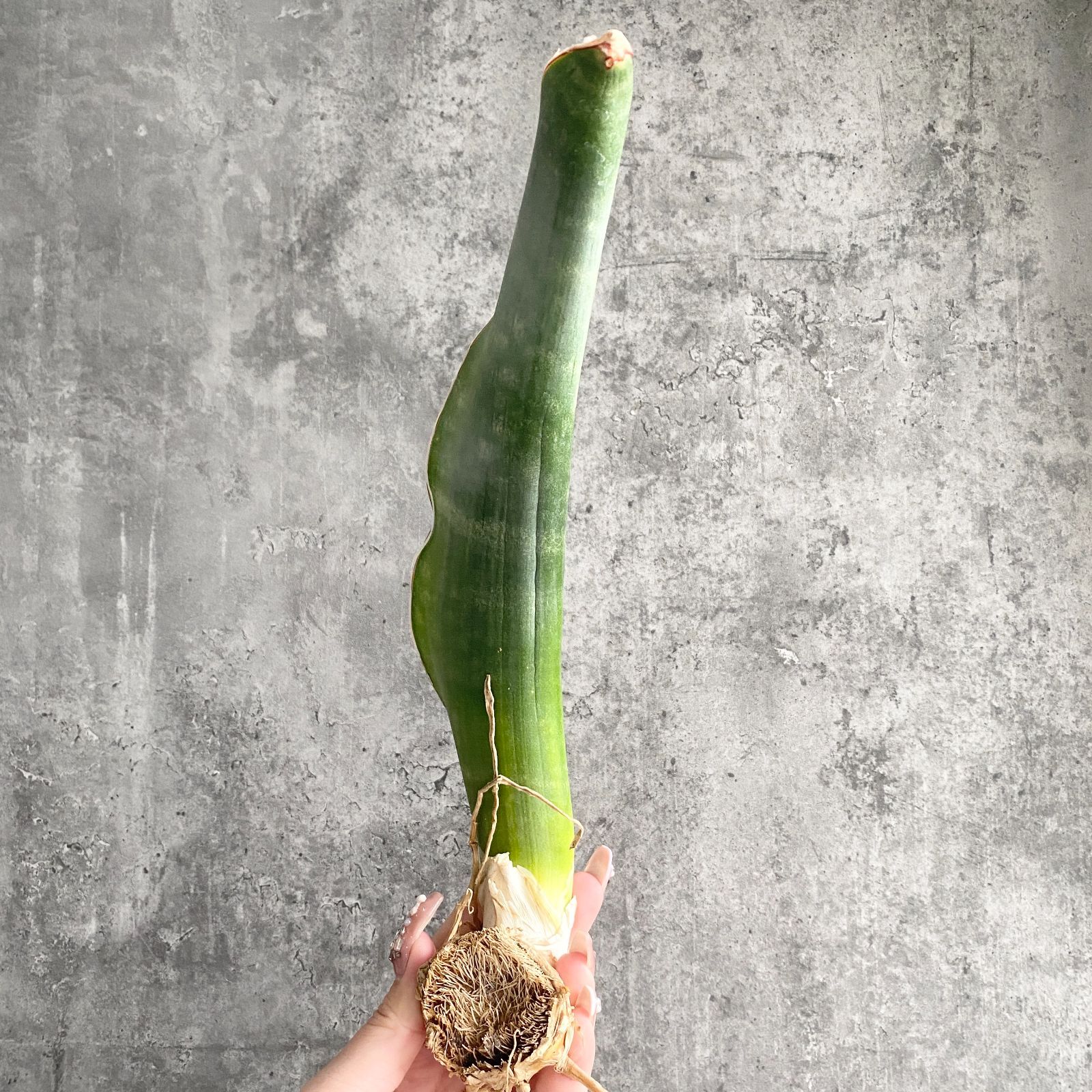 S10970超希少！！【極上S級 斑入り株！！】サンスベリア ドラゴン