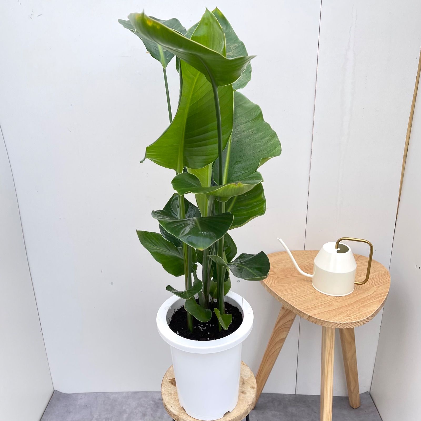 観葉植物 オーガスタ ストレリチア ニコライ 2【現品】観葉植物 室内 7号