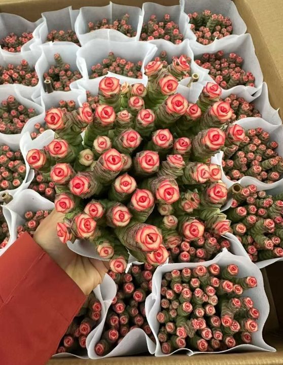 新入荷 数珠星 銭串錦 ZZ 196 24苗 土鉢付き 多肉植物 アエオニウム エケベリア サボテン 韓国苗