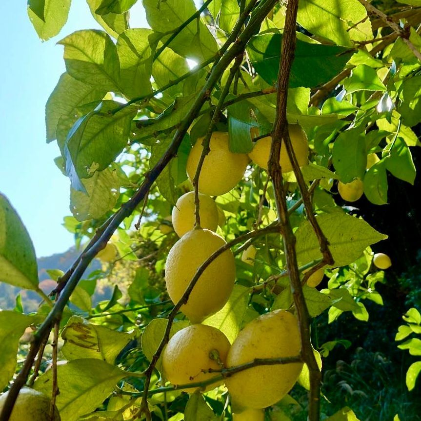 農薬不使用のレモン 10kg箱（アレンユーレカ）【愛媛の農家直送】う1218 農薬不使用の国産レモン 10kg箱【夏木成りレモン！愛媛の農家直送】0718