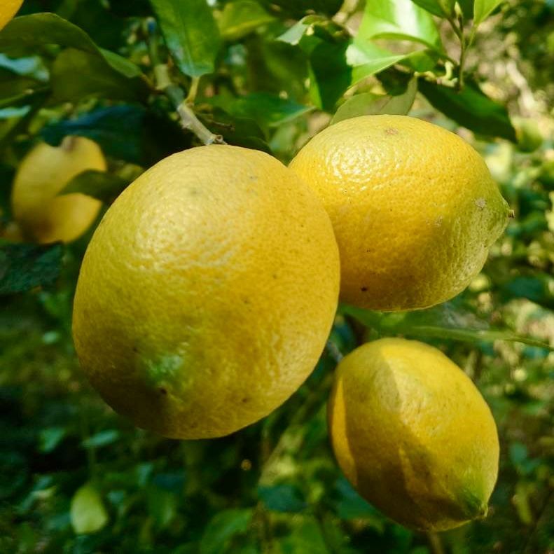 農薬不使用のレモン 10kg箱（アレンユーレカ）【愛媛の農家直送】う1218 農薬不使用の国産レモン 10kg箱【夏木成りレモン！愛媛の農家直送】0718