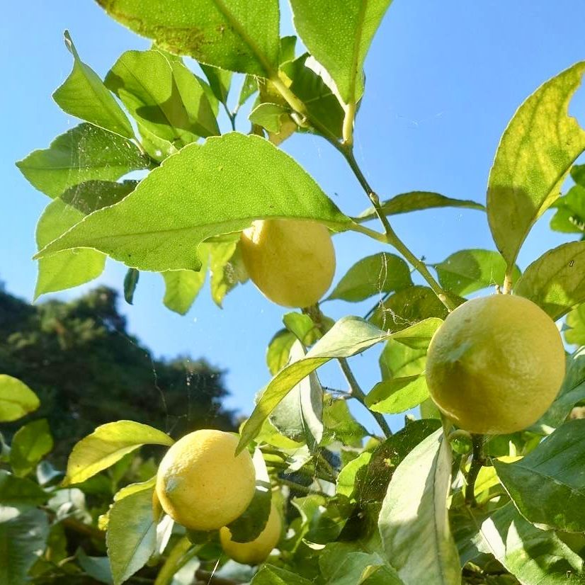 農薬不使用の国産レモン 5kg箱【愛媛の農家直送】12/17注文受付分