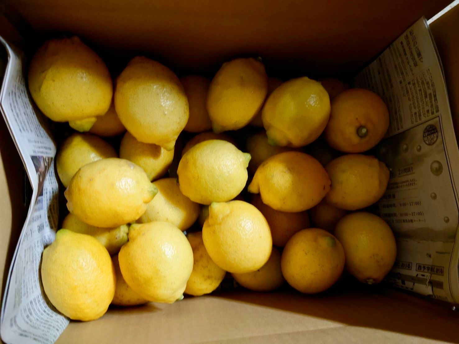 農薬不使用のレモン 10kg箱（アレンユーレカ）【愛媛の農家直送】く0309 農薬不使用のレモン 10kg箱（アレンユーレカ）【愛媛の農家直送】く0309