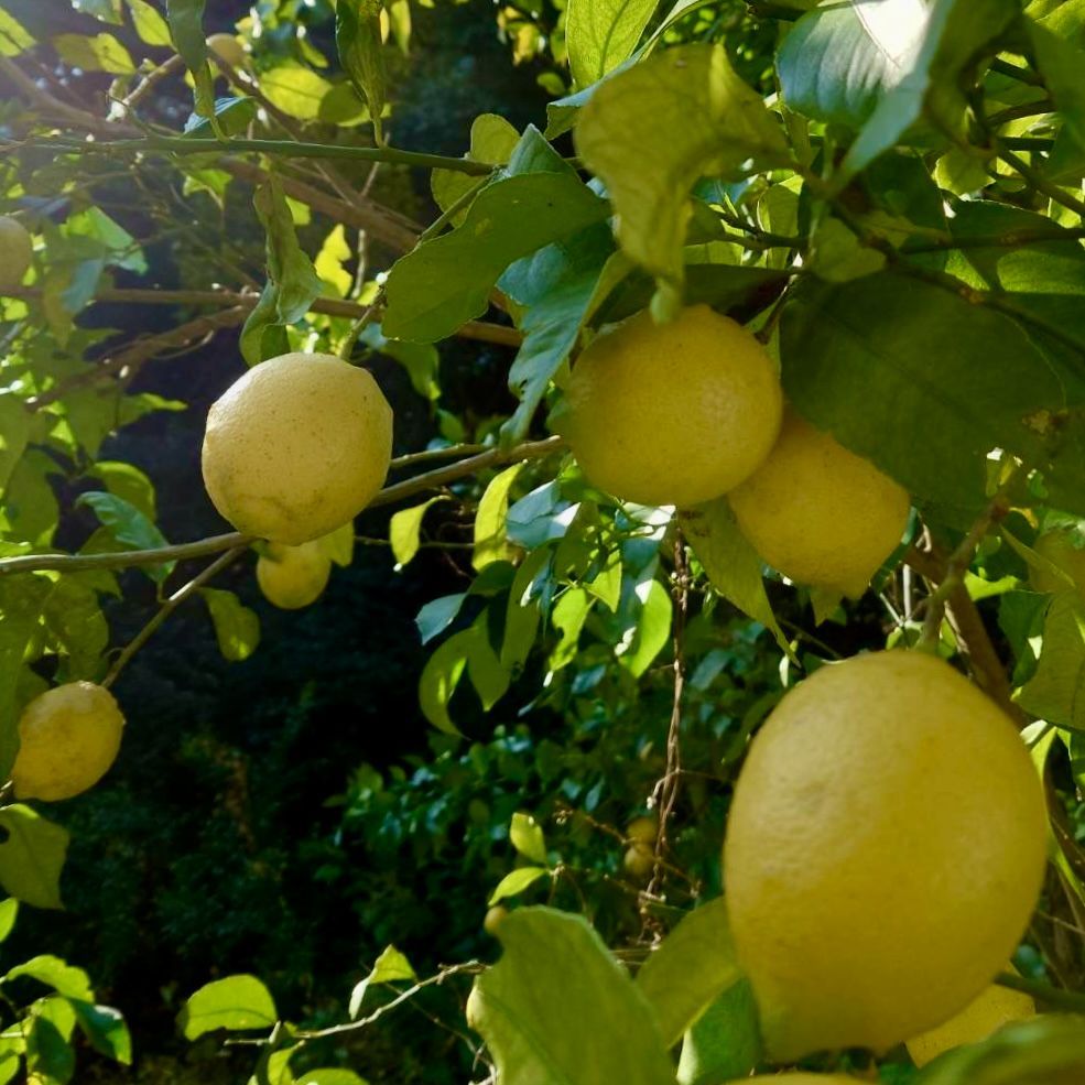 農薬不使用のレモン 10kg箱（アレンユーレカ）【愛媛の農家直送】さ0224 農薬不使用のレモン 10kg箱（アレンユーレカ）【愛媛の農家直送】さ0224 無