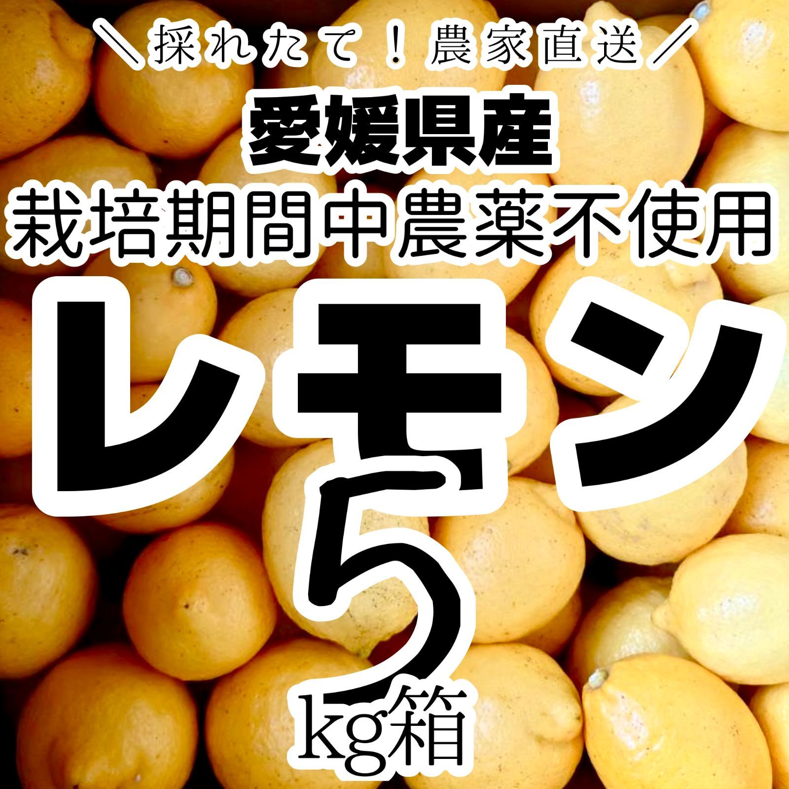 ㊱農薬不使用! 摘みたて 国産 レモン（箱込 1５kg） ㊱農薬不使用! 摘みたて 国産 レモン（箱込 15kg） 【公式通販】