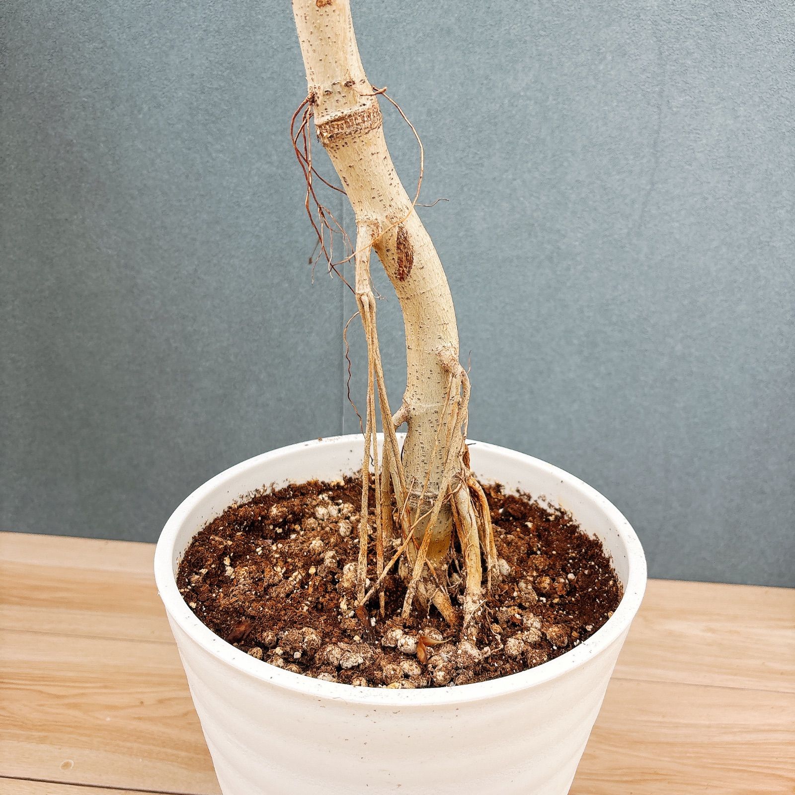 現品］84番 フィカス ウンベラータ 8号 観葉植物 室内 大型 ゴムの木