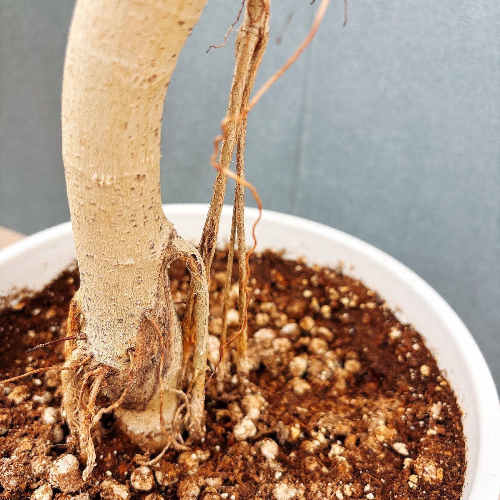 現品］84番 フィカス ウンベラータ 8号 観葉植物 室内 大型 ゴムの木