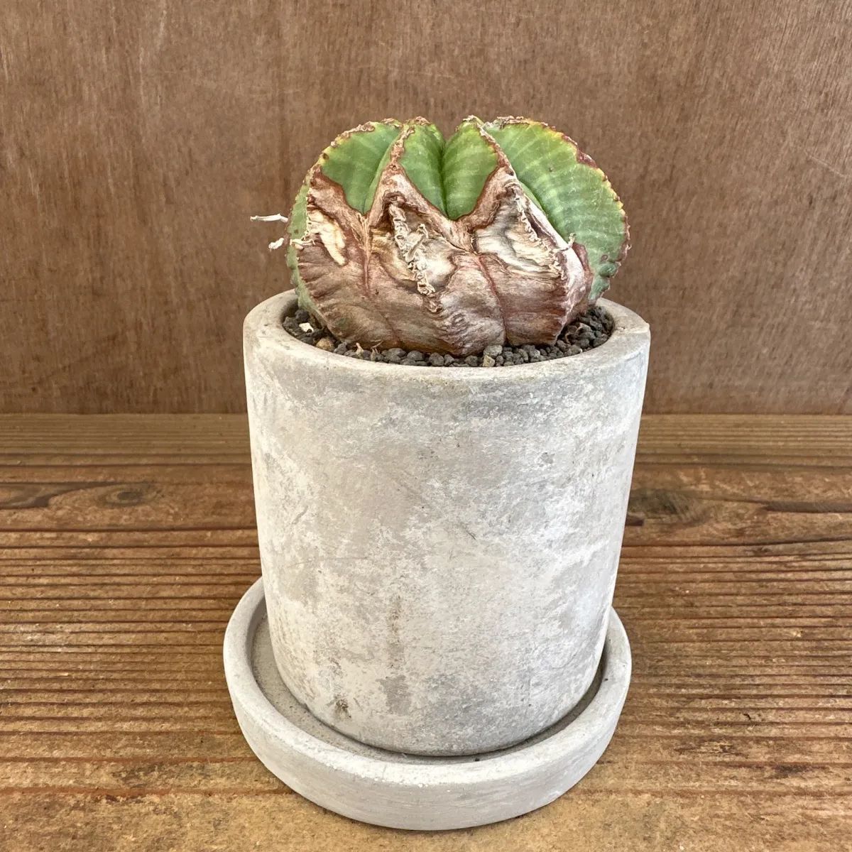 h*u様 【模写】増田誠 「パリー ブルーヴァル ヴォルテール」 油彩 6F