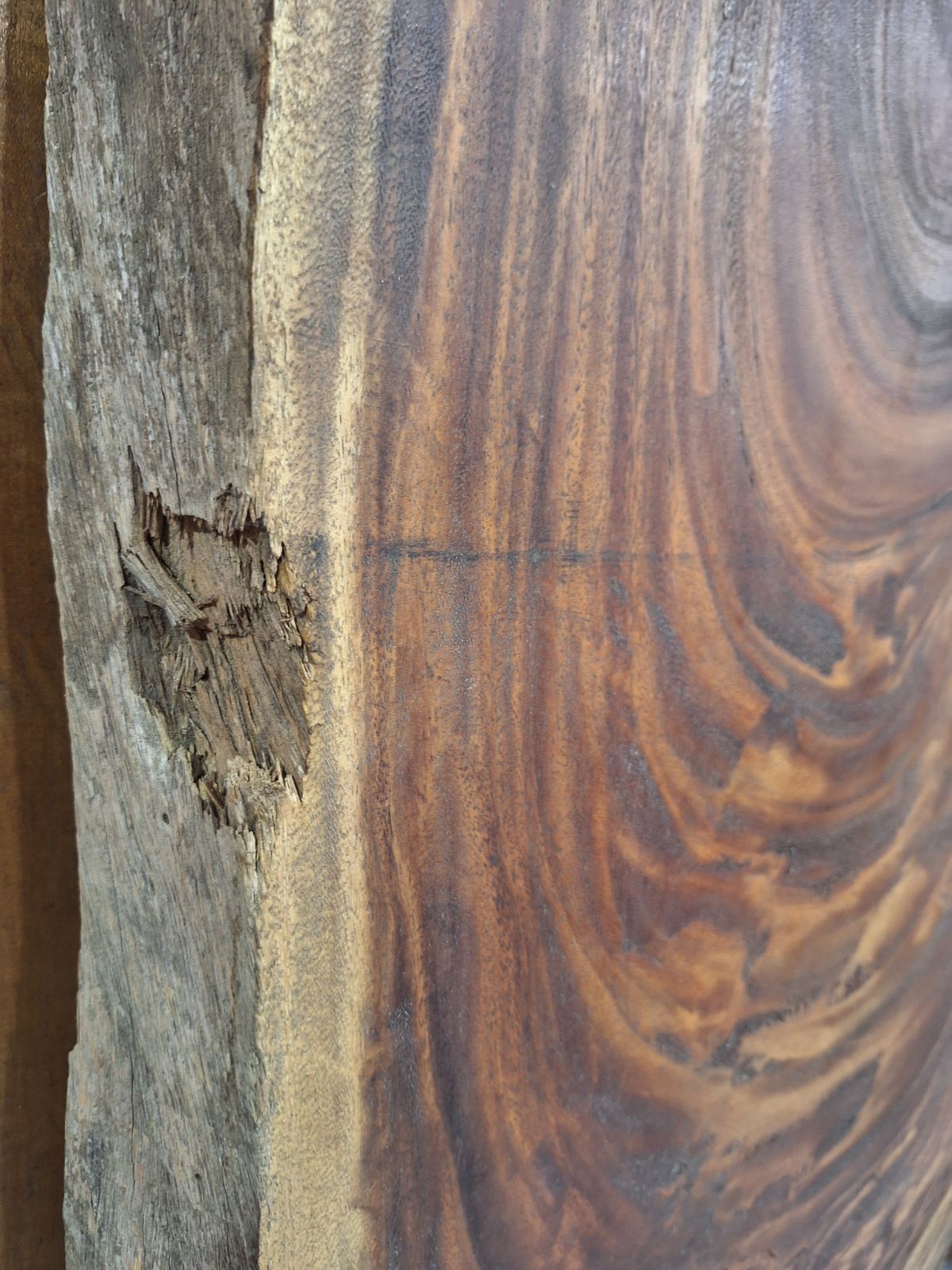 モンキーポッド 耳付