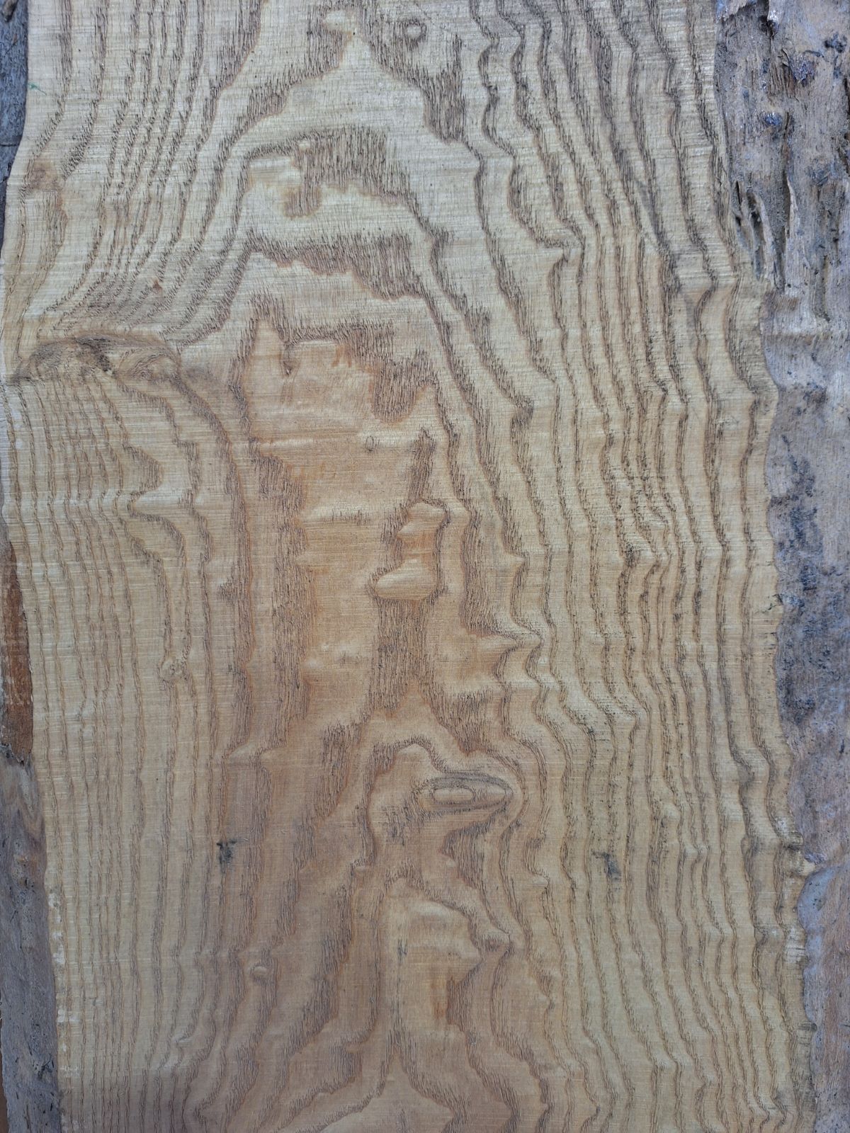 タモ 耳付 一枚板 未加工品 無垢材 直接引取OK 1170ｘ270ｘ30㎜ むくもりショップ