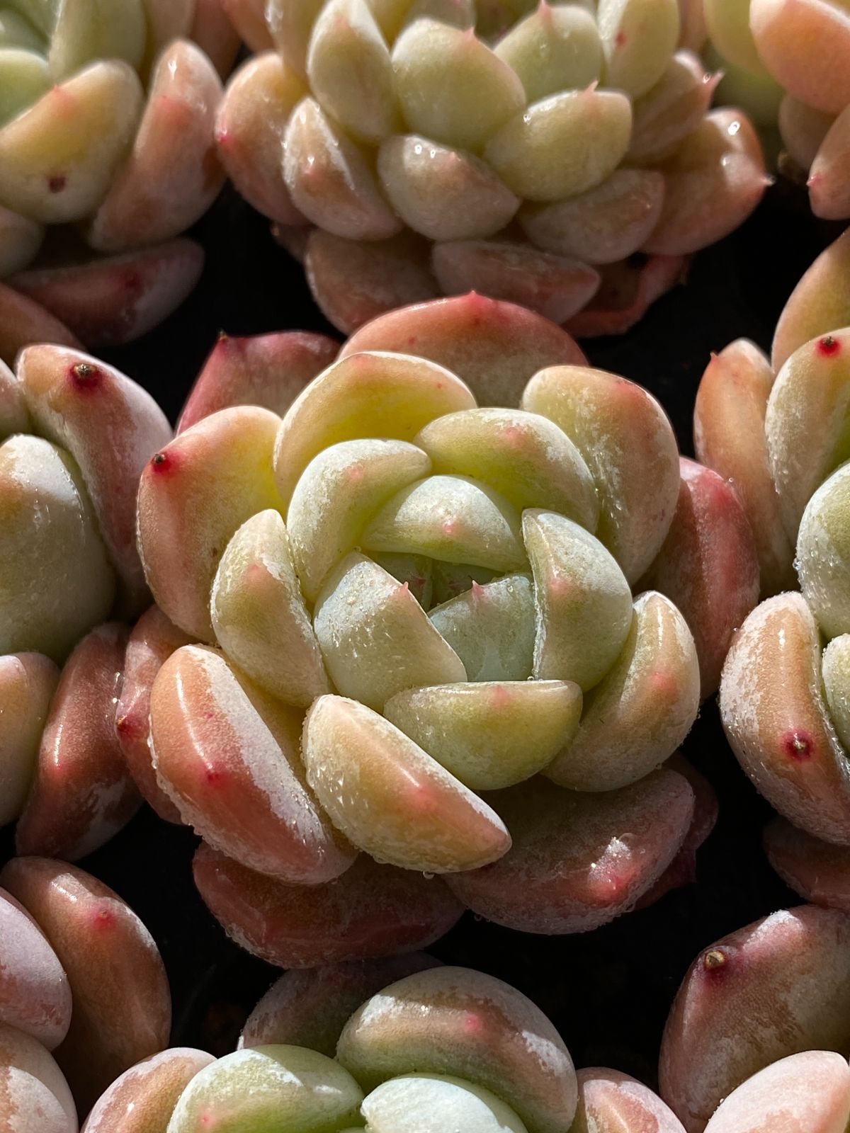 新入荷 コハク 鮮やかな105苗セット 土と根付き 多肉植物 エケベリア