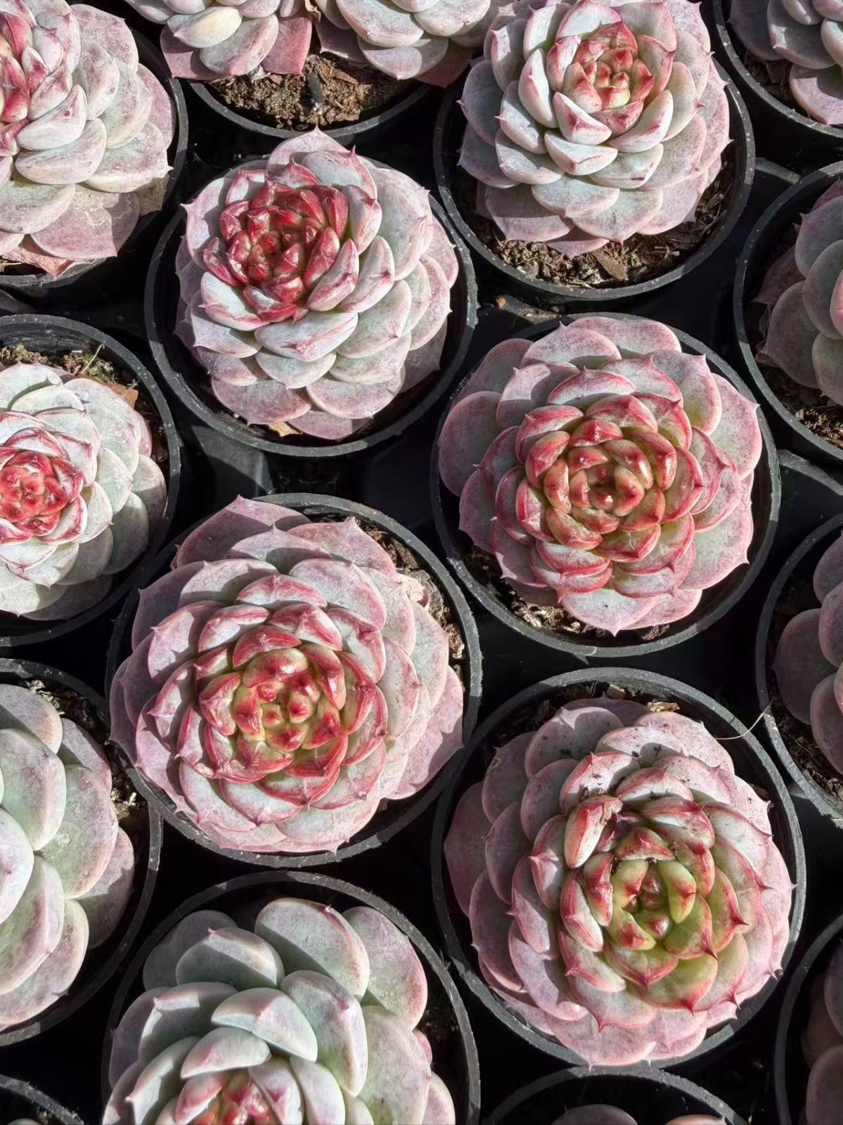 SALEセット♥ ビロード MT696×50苗 抜き苗 多肉植物 詰め合わせ