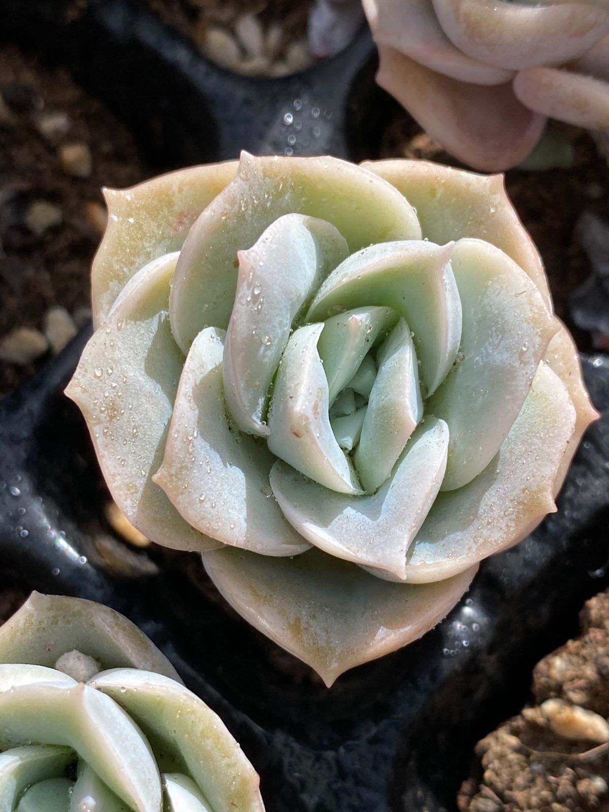 新発売 105苗 バラ 土と根付き 多肉植物 エケベリア 韓国苗 サボテン