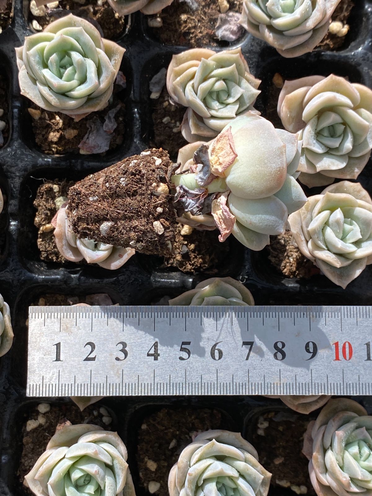 新発売 105苗 バラ 土と根付き 多肉植物 エケベリア 韓国苗 サボテン