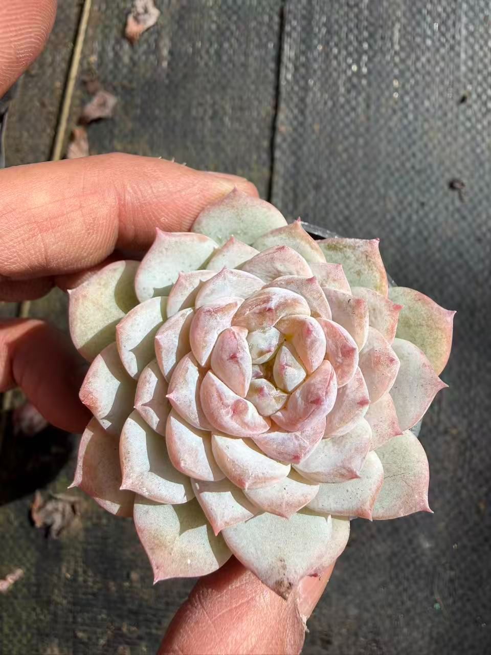 SALEセット♥ ヒョウハク MT700×50苗 抜き苗 多肉植物 詰め合わせ