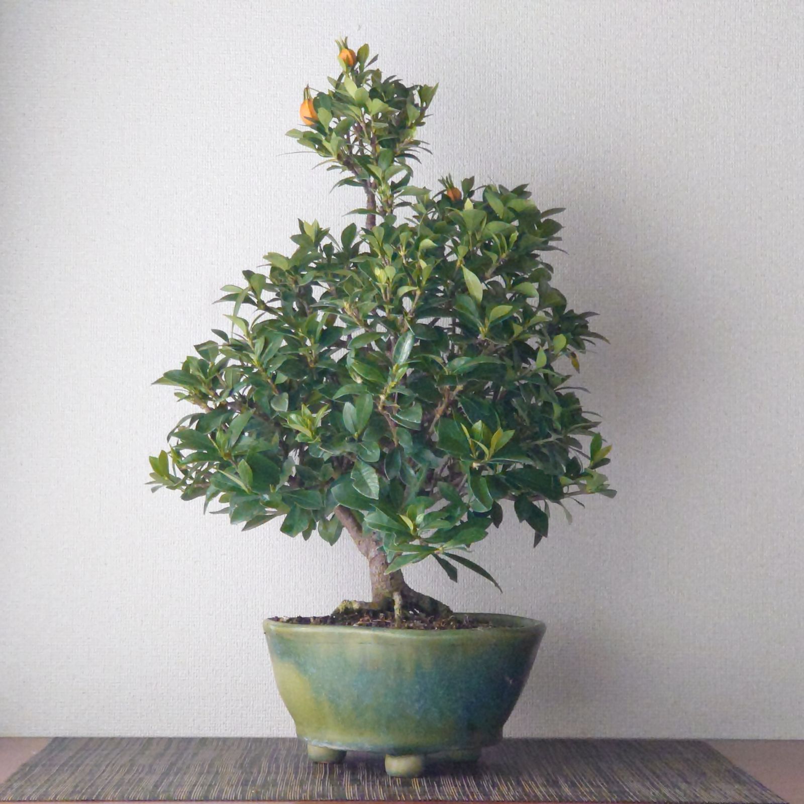 盆栽 クチナシ 実成 - メルカリ