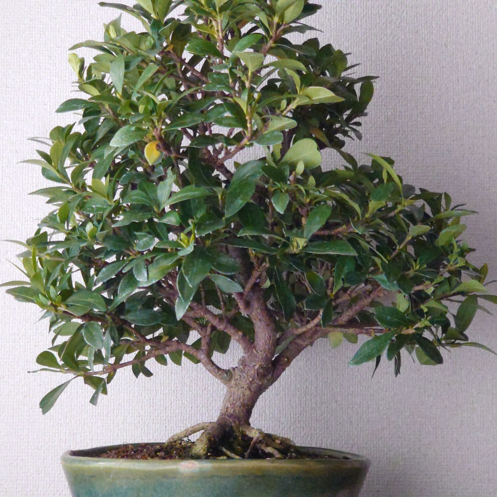 盆栽 クチナシ 実成 - メルカリ